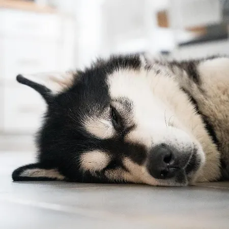 펜션 Arktika Porealtaallinen Moekki Nuorgamissa Tenojoen Ja Tunturien Vieressae Nuorgam